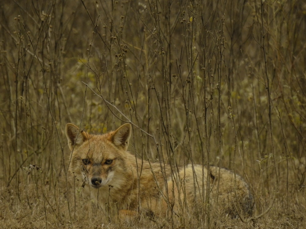 a lone wolf standing in the middle of a field