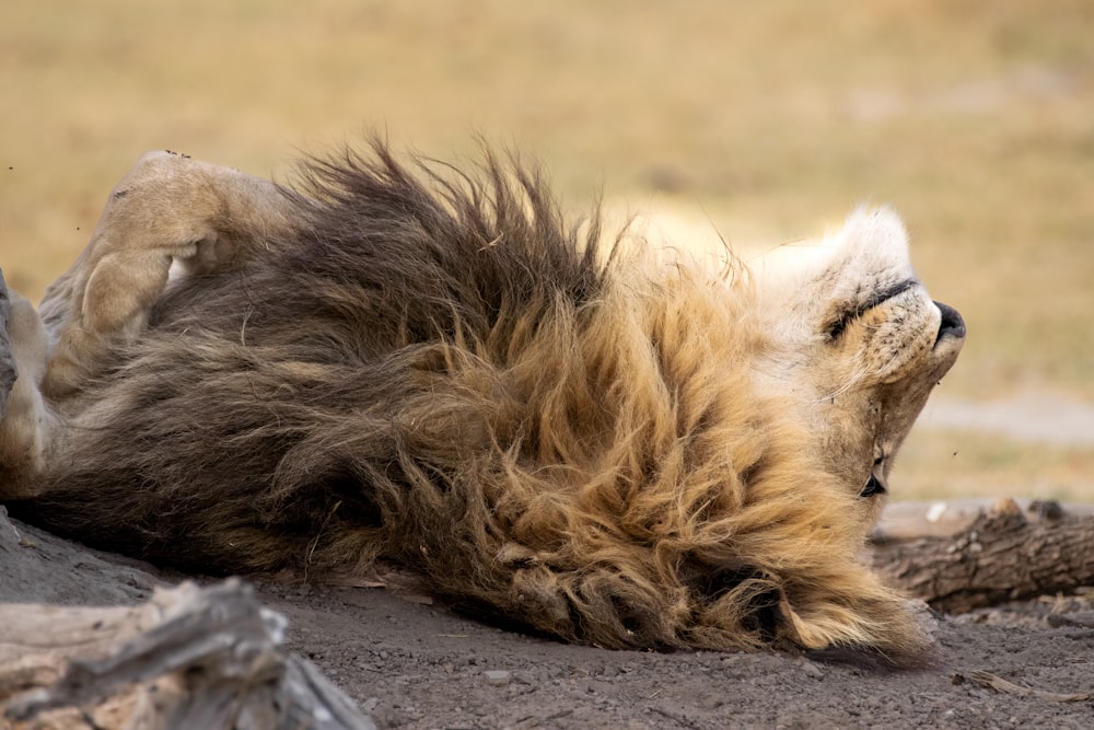 a close up of a animal laying on the ground