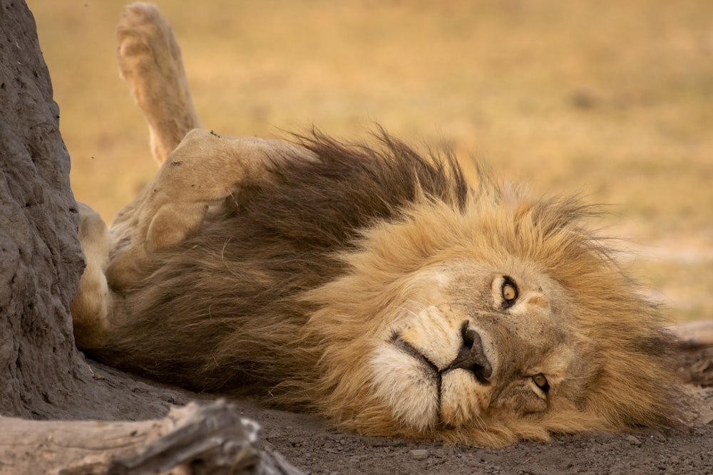 a lion laying down next to a tree
