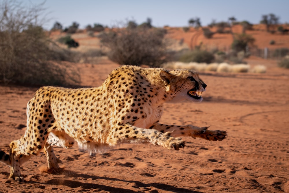 un ghepardo che corre nel deserto con la bocca aperta