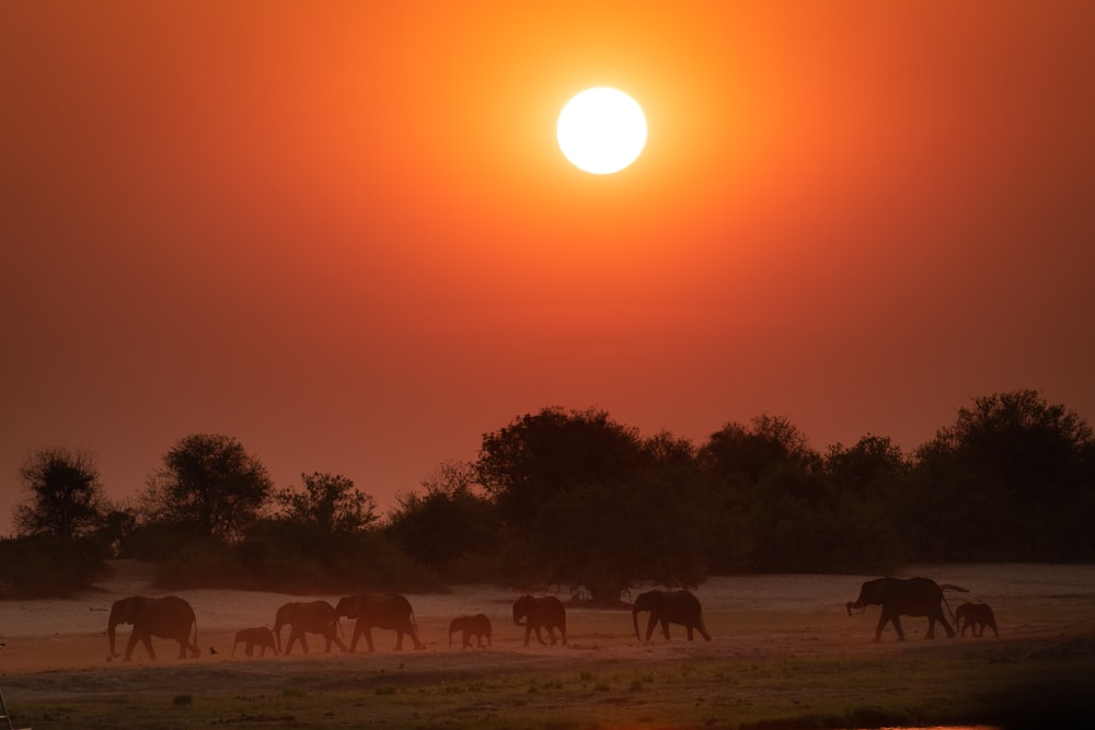 a herd of elephants walking across a grass covered field