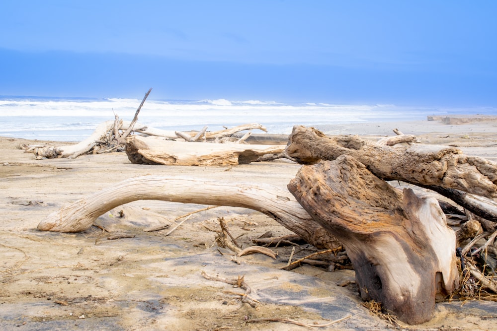 ein großes Stück Treibholz, das auf einem Sandstrand sitzt