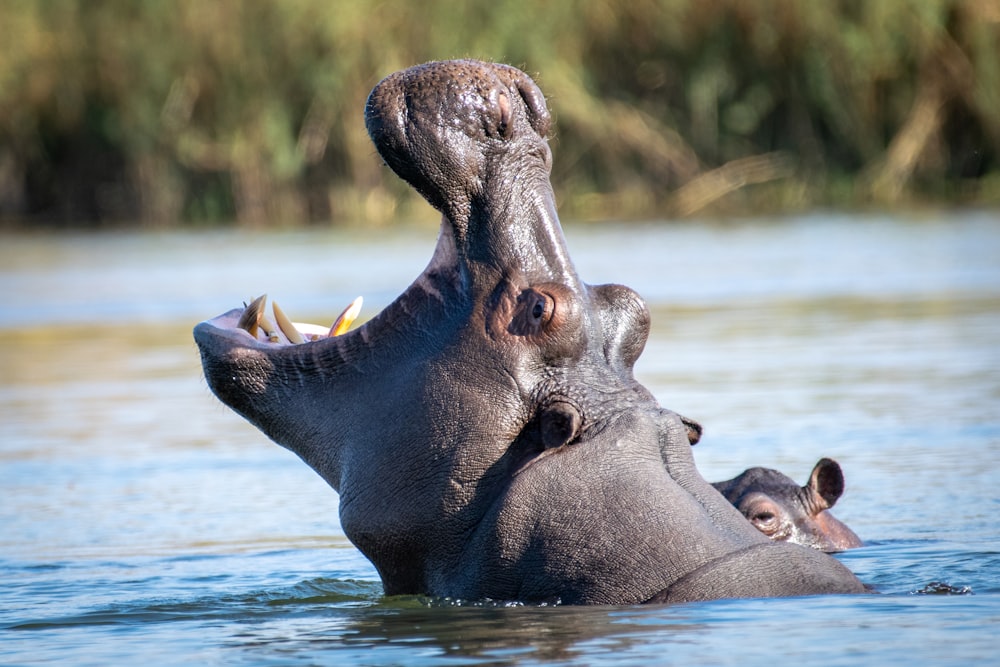 a hippopotamus in a body of water with its mouth open