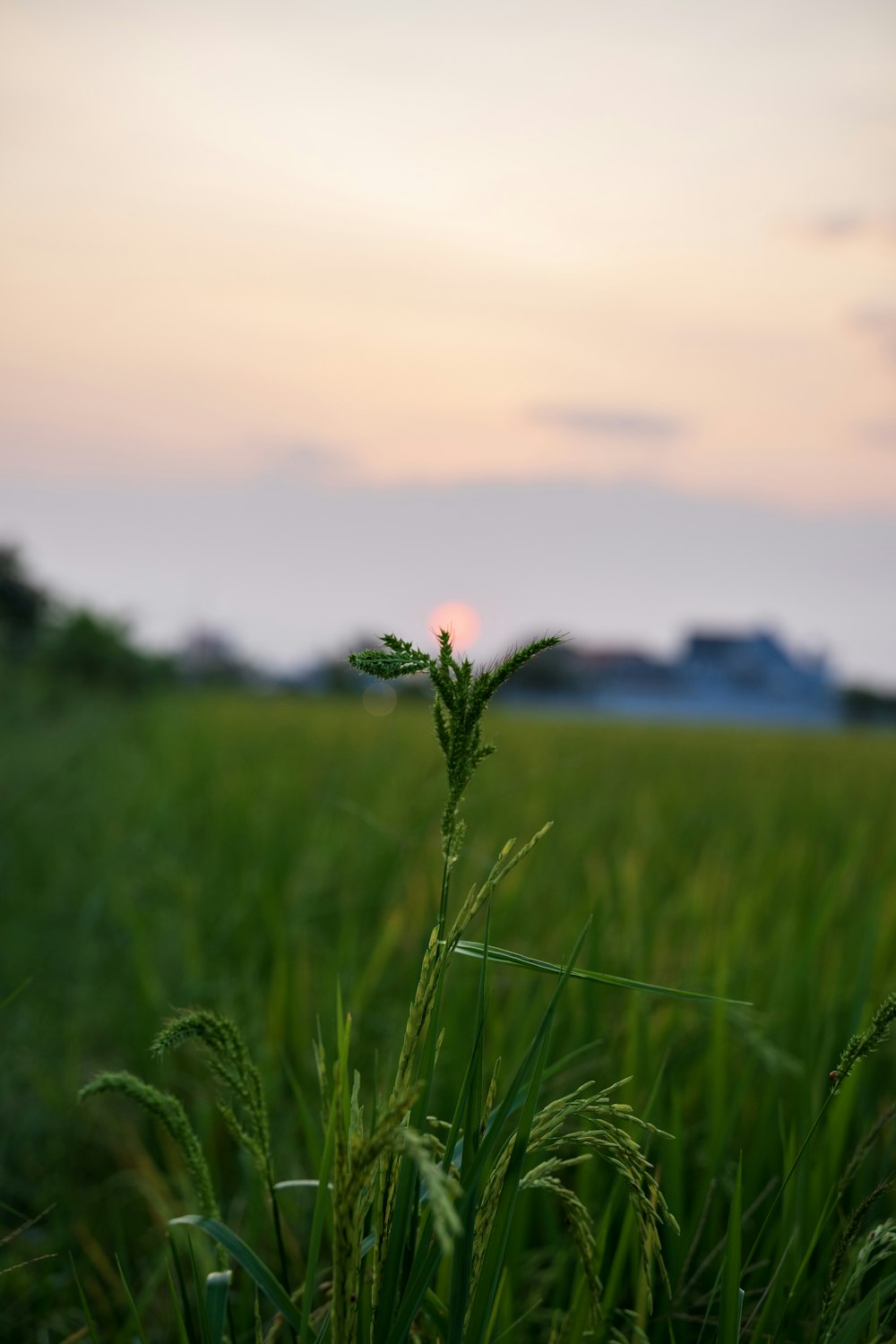 un champ d’herbe avec un coucher de soleil en arrière-plan