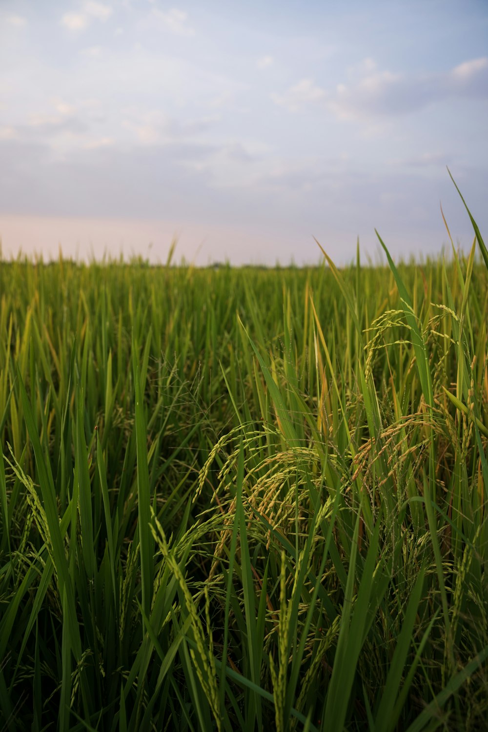 a field of grass with a sky in the background