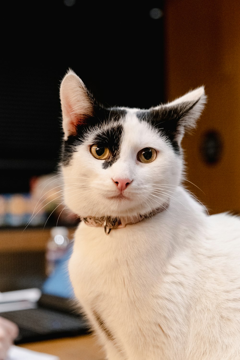 a black and white cat sitting on top of a desk