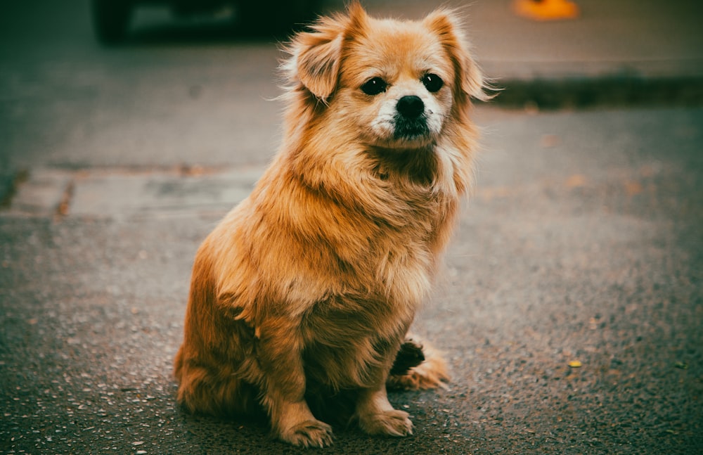 a brown dog sitting on top of a street