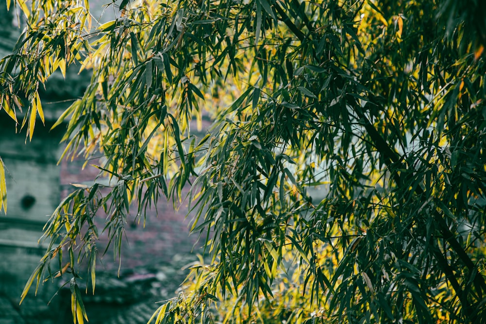 a clock tower is seen through the leaves of a tree