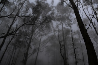 a foggy forest filled with lots of trees