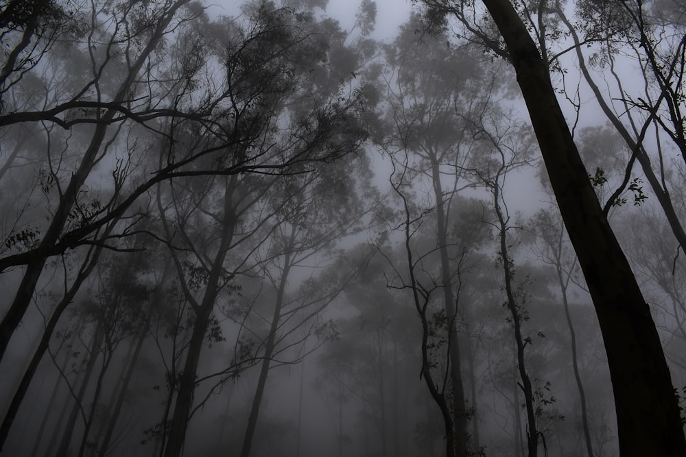 a foggy forest filled with lots of trees