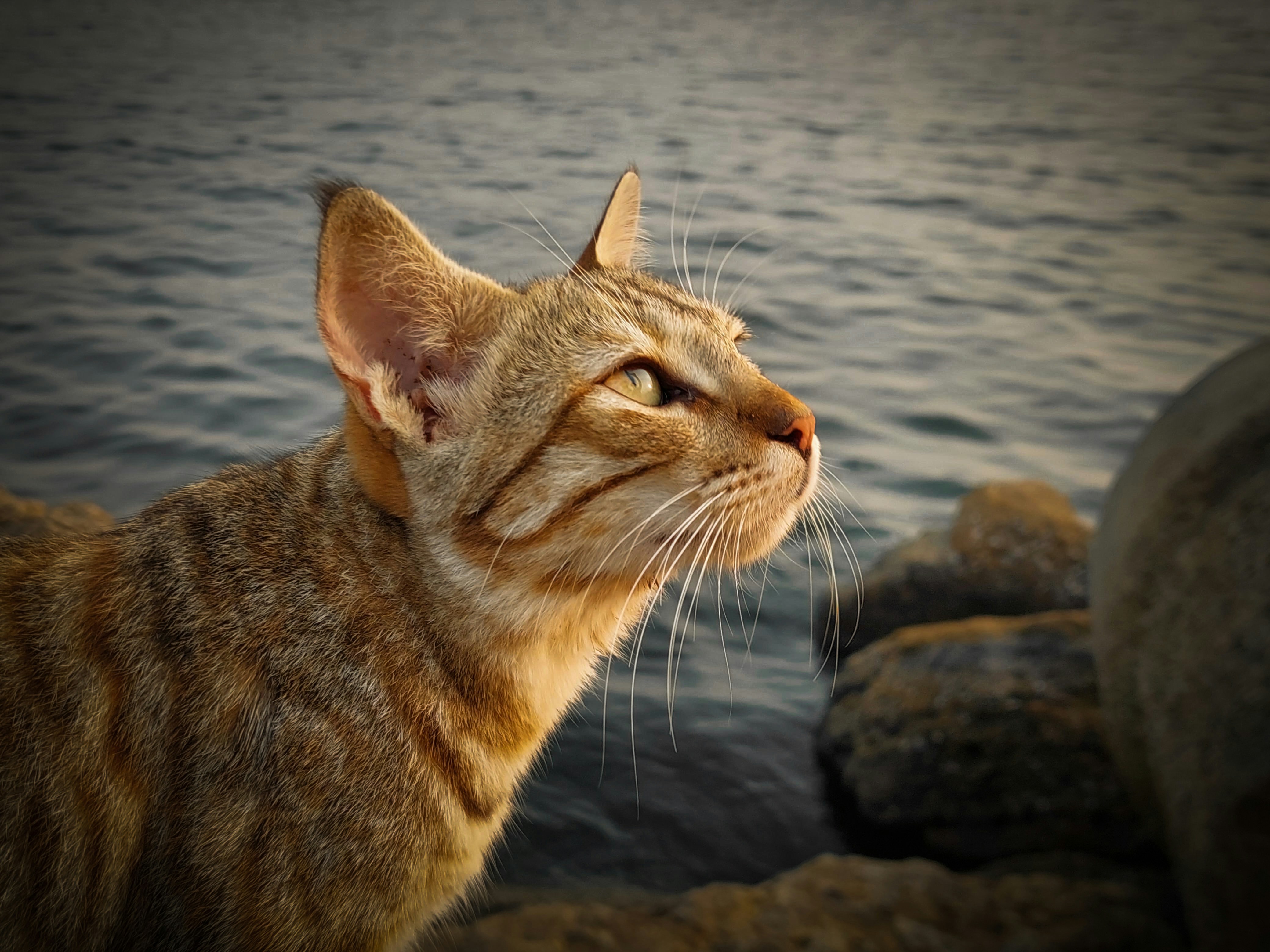 Fishing Cat: The Wetland Hunter (image credits: unsplash)
