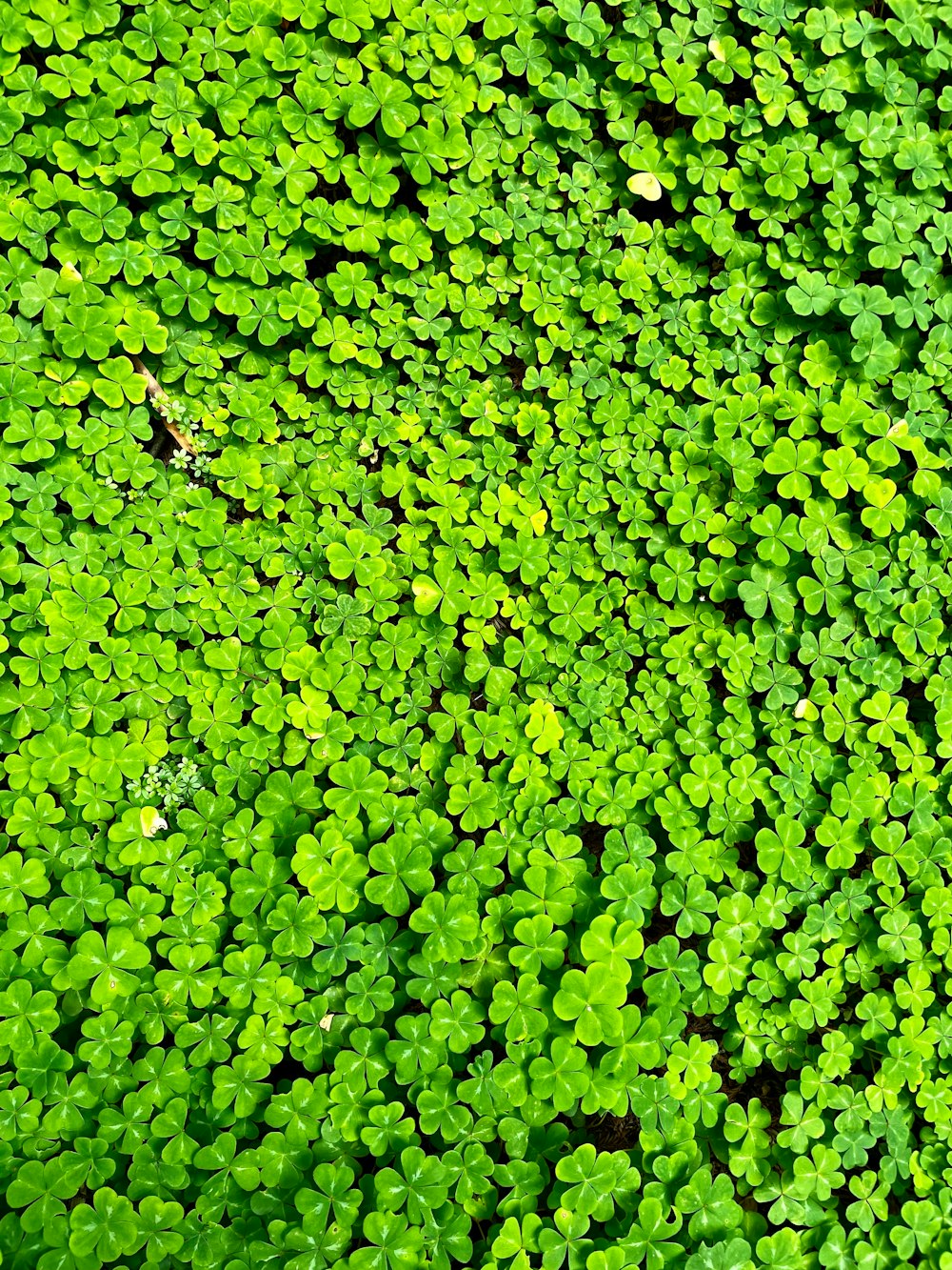 a close up of a green plant with lots of leaves