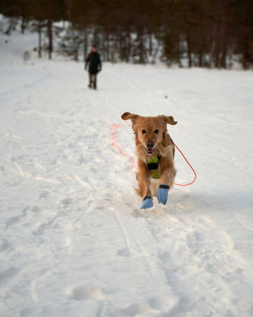 a dog is running in the snow with a leash