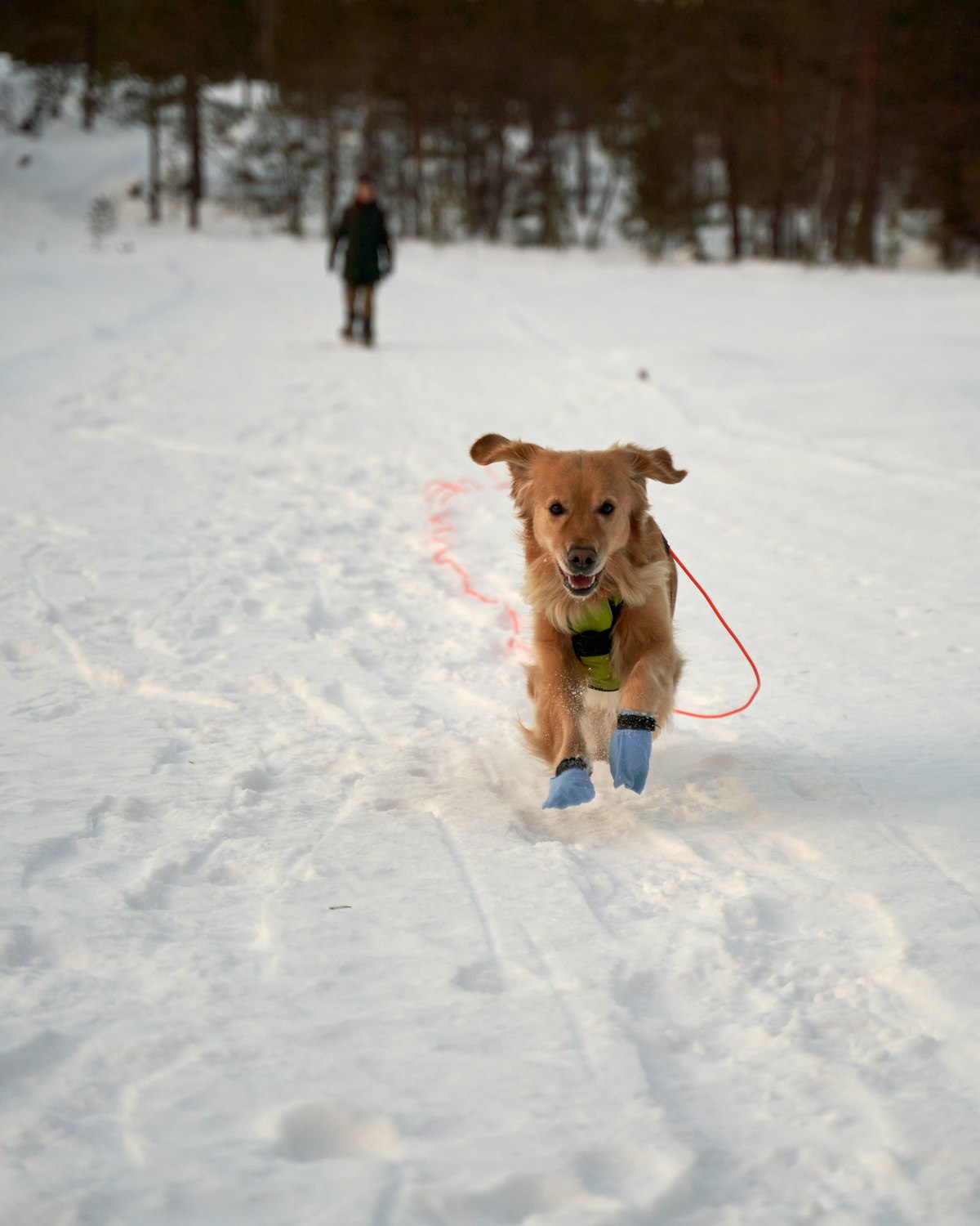 Dog running through snow on a leash wearing winter gear