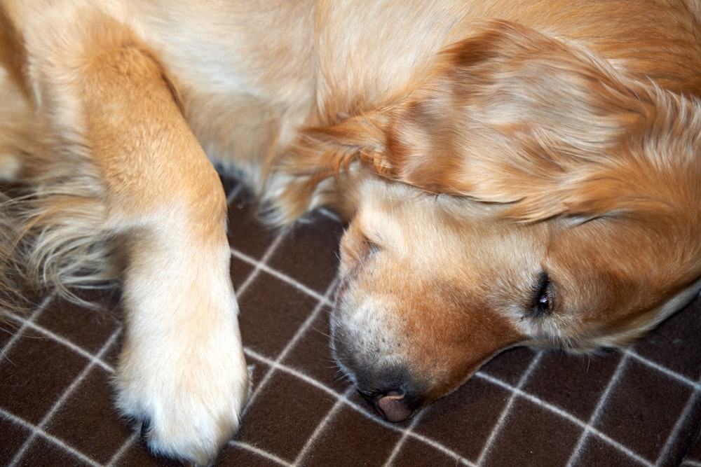 Ein Hund schläft auf dem Boden mit dem Kopf auf den Pfoten