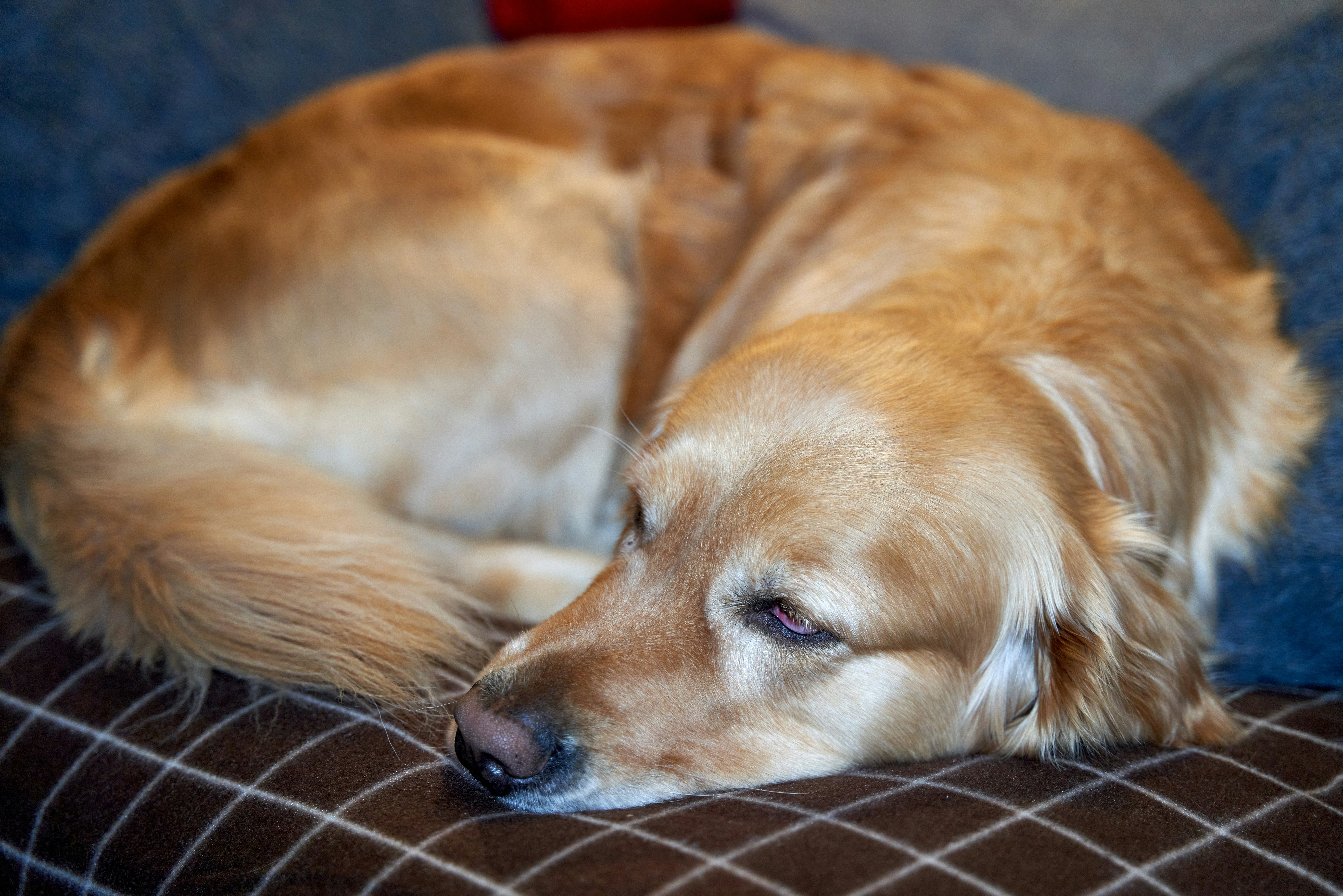 Adorable Golden Retriever peacefully sleeps on a brown couch, showcasing the popular breed's friendly, playful, intelligent, and easily trainable nature.