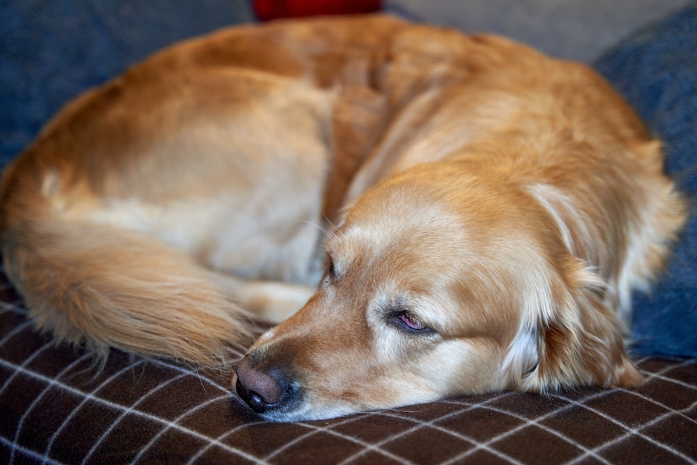 a large brown dog laying on top of a blue couch