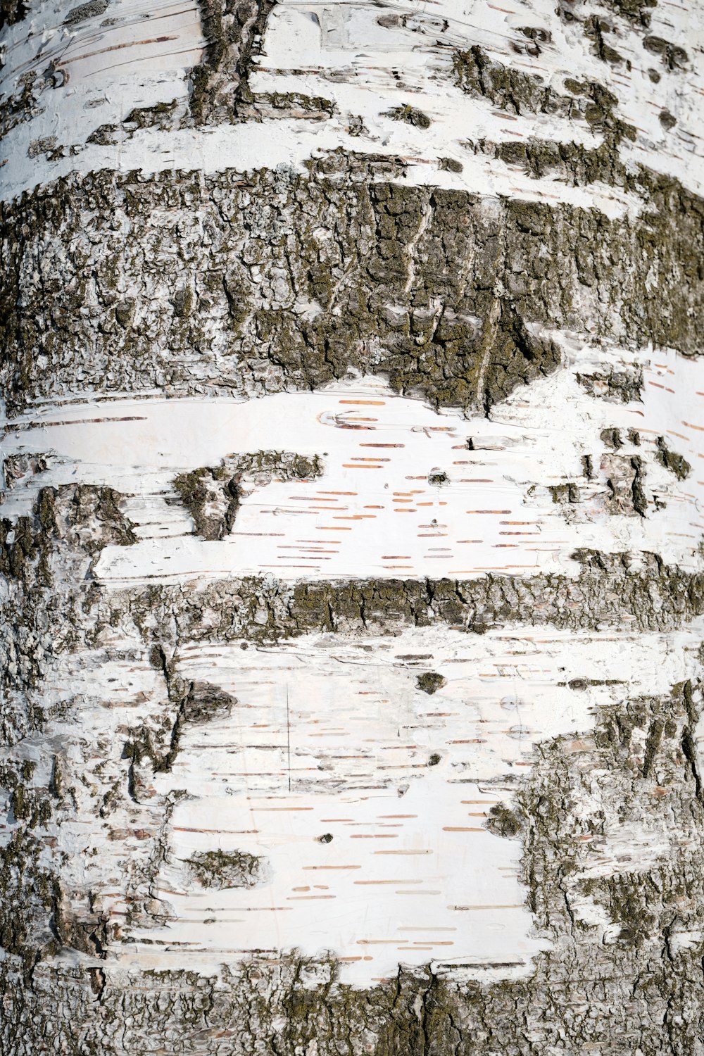 a close up of the bark of a tree