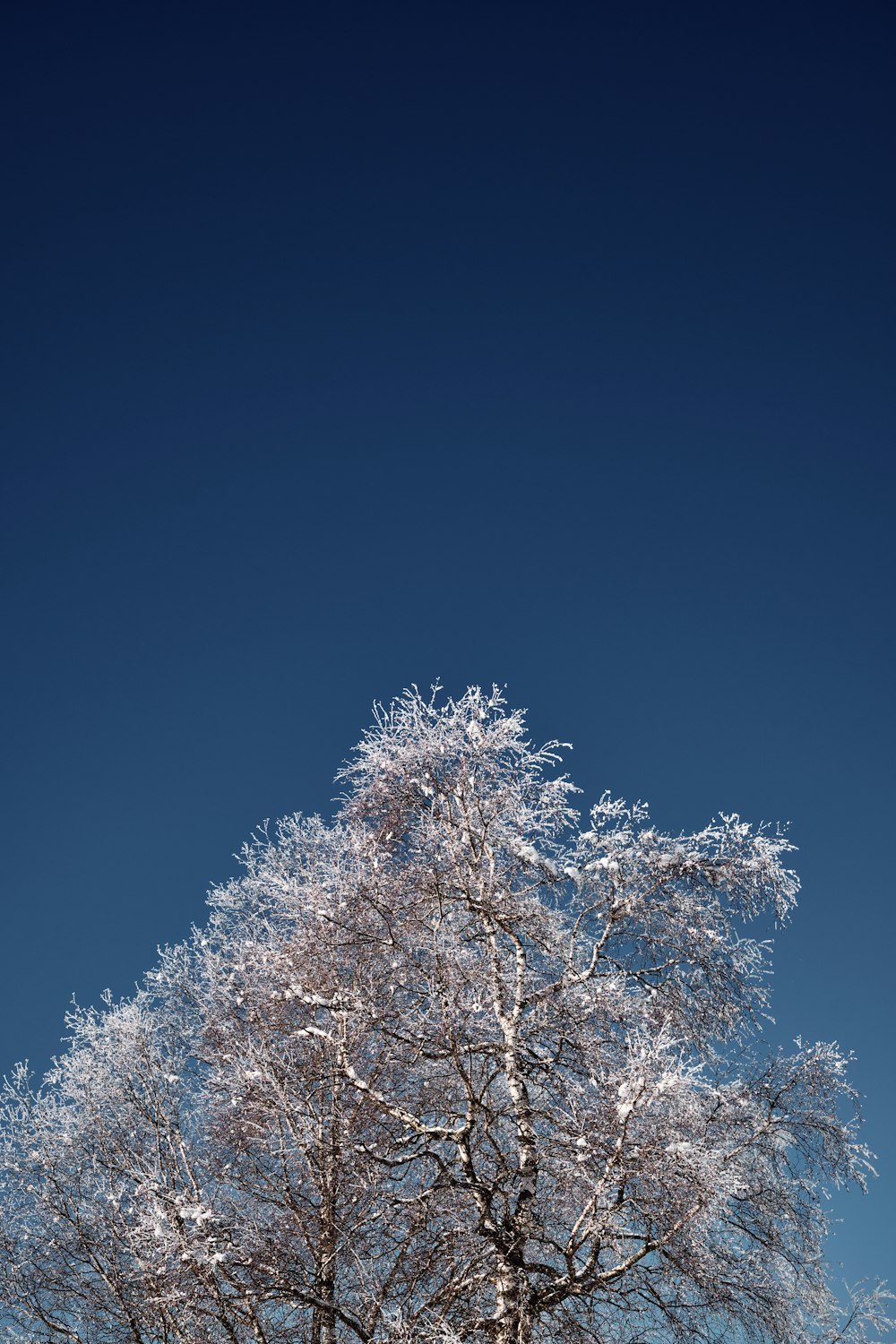 a large tree covered in snow under a blue sky