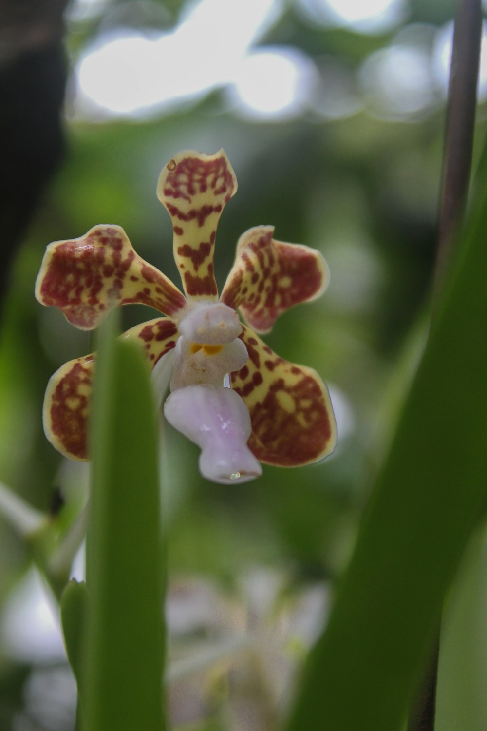 a close up of a flower on a plant