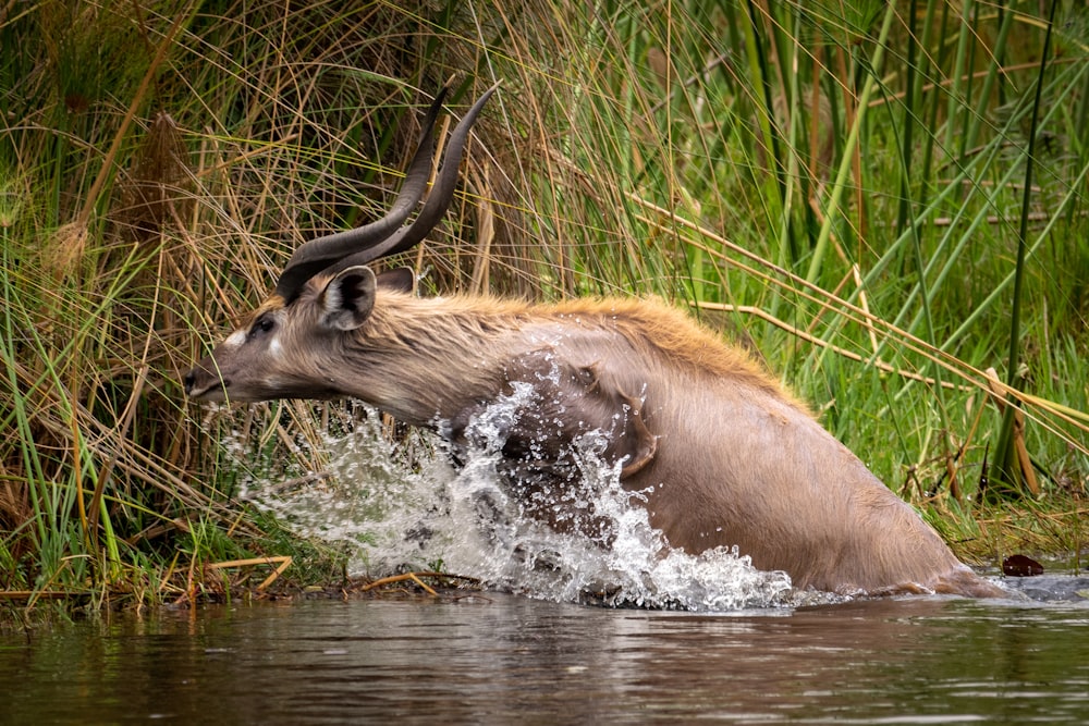 a wildebeest splashes through a body of water