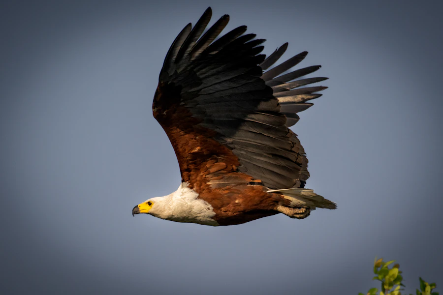 A large raptor in flight against a clear blue sky, wings fully extended