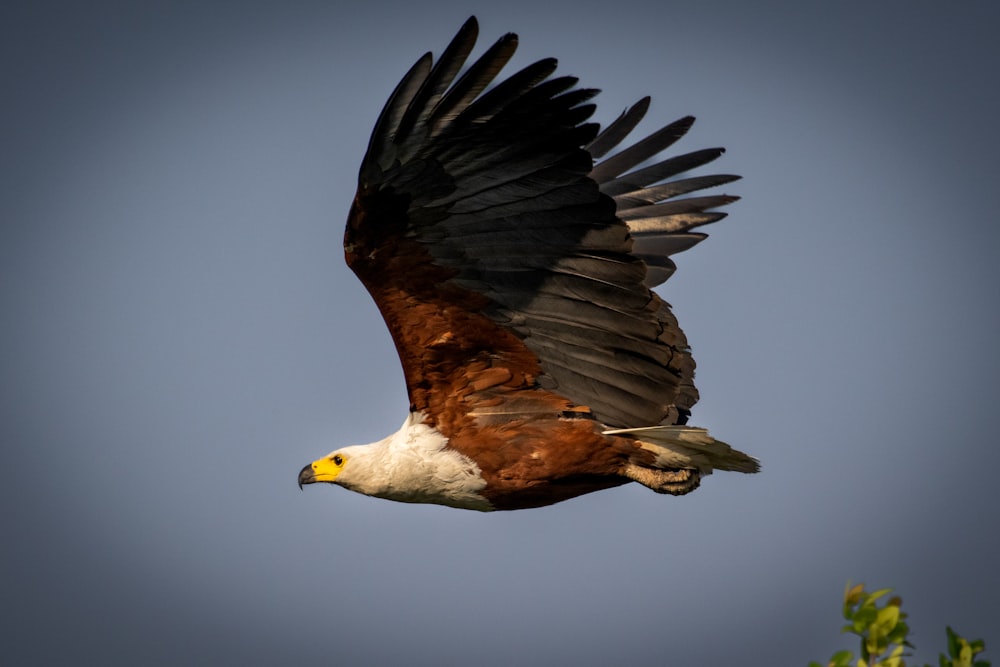 a large bird flying through a blue sky