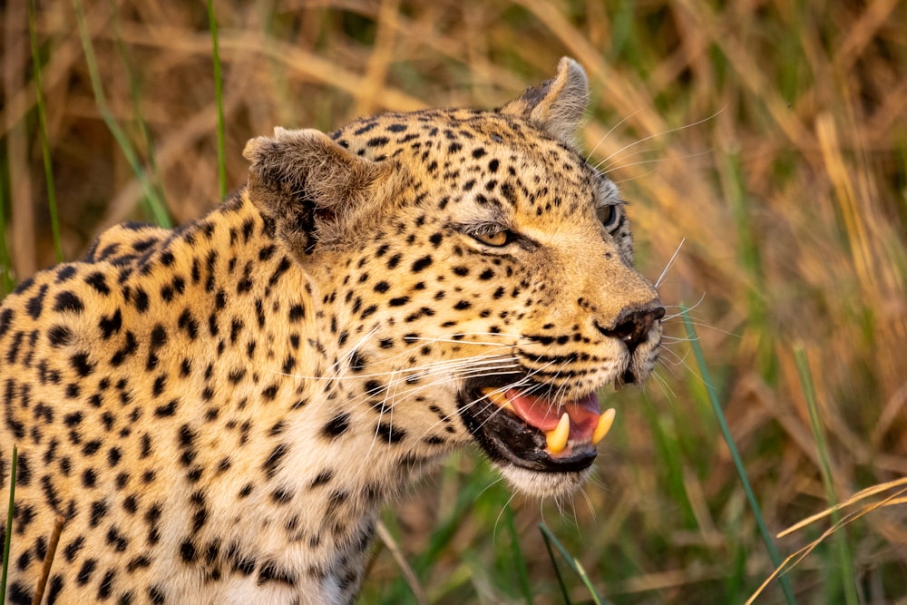 a close up of a cheetah with its mouth open