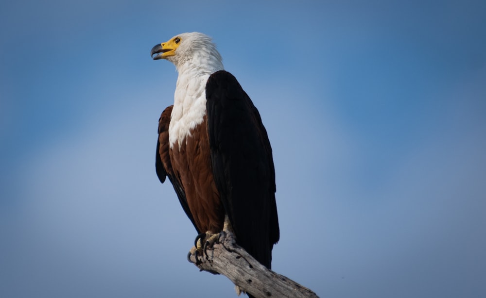 un águila calva sentada en lo alto de la rama de un árbol