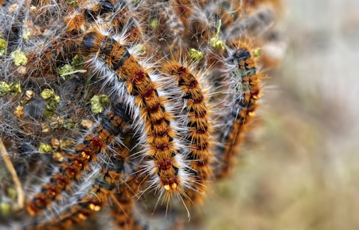 Chenillles processionaires