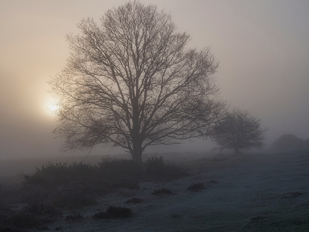 a foggy field with a tree in the foreground