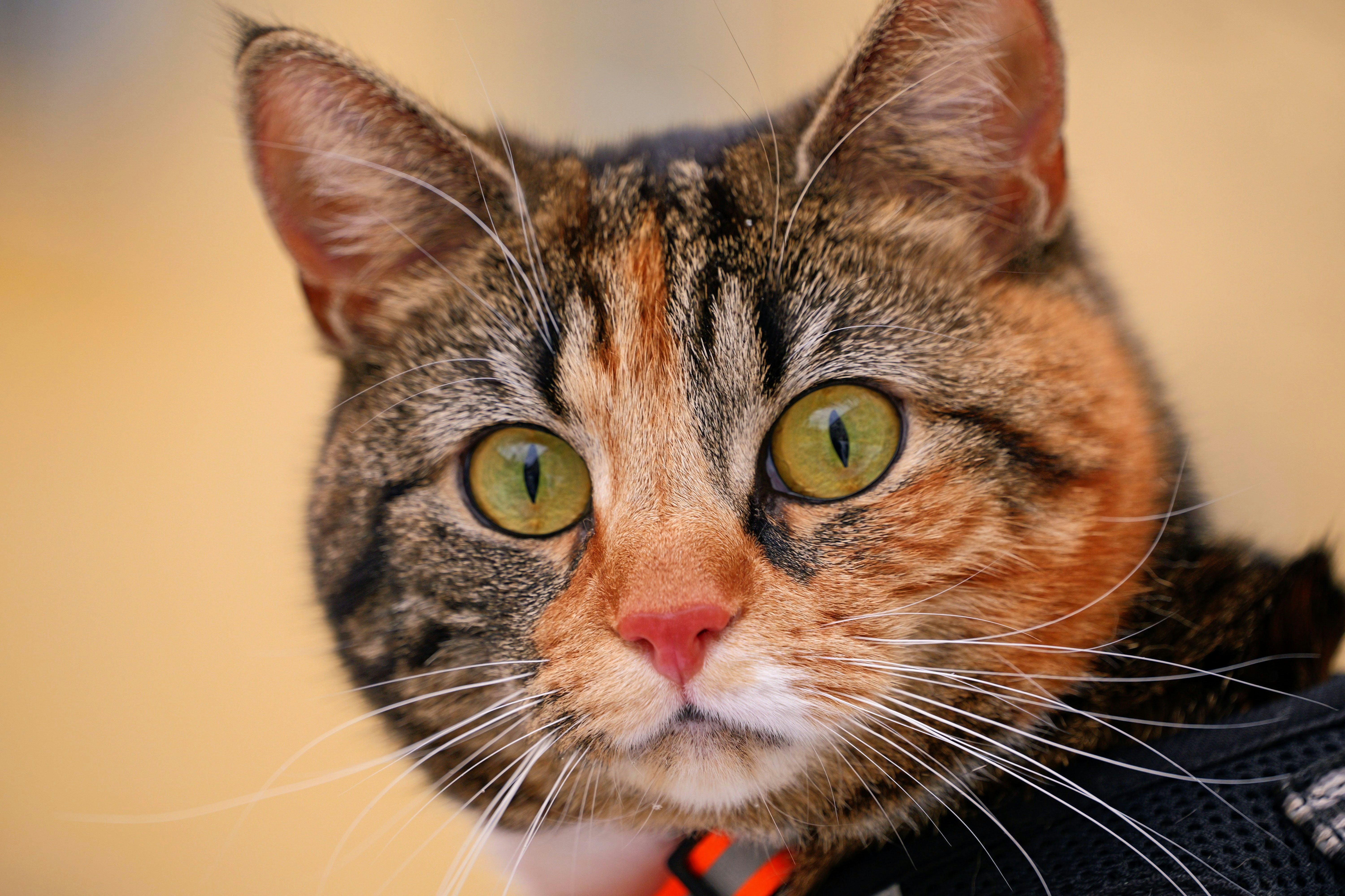 Ear Movements: The Listening Game (image credits: unsplash)