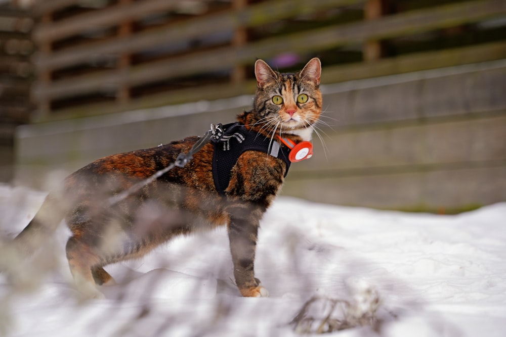 a cat wearing a harness standing in the snow
