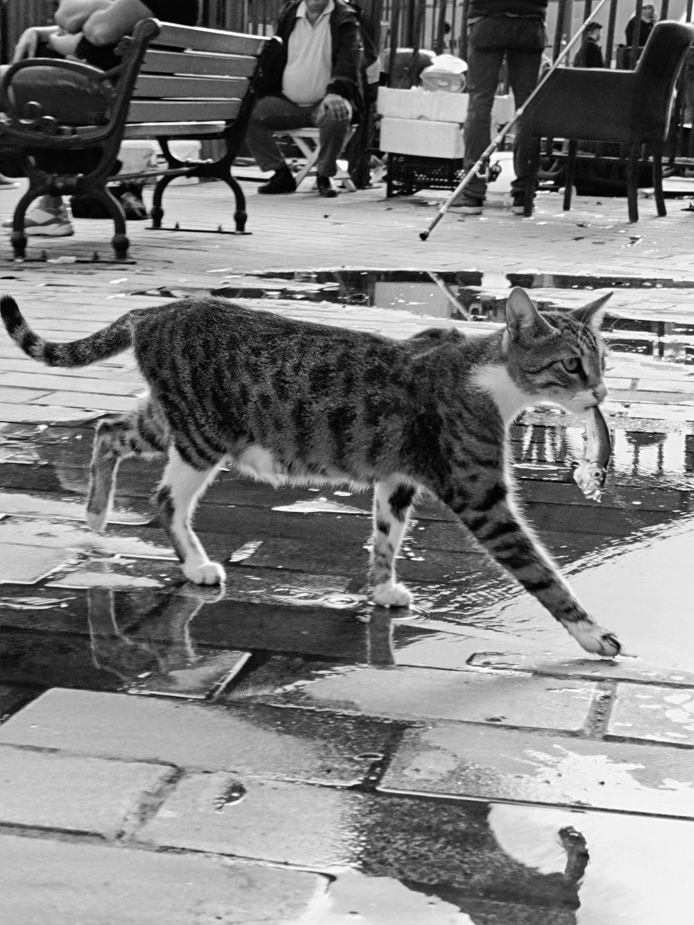 a cat walking across a puddle of water