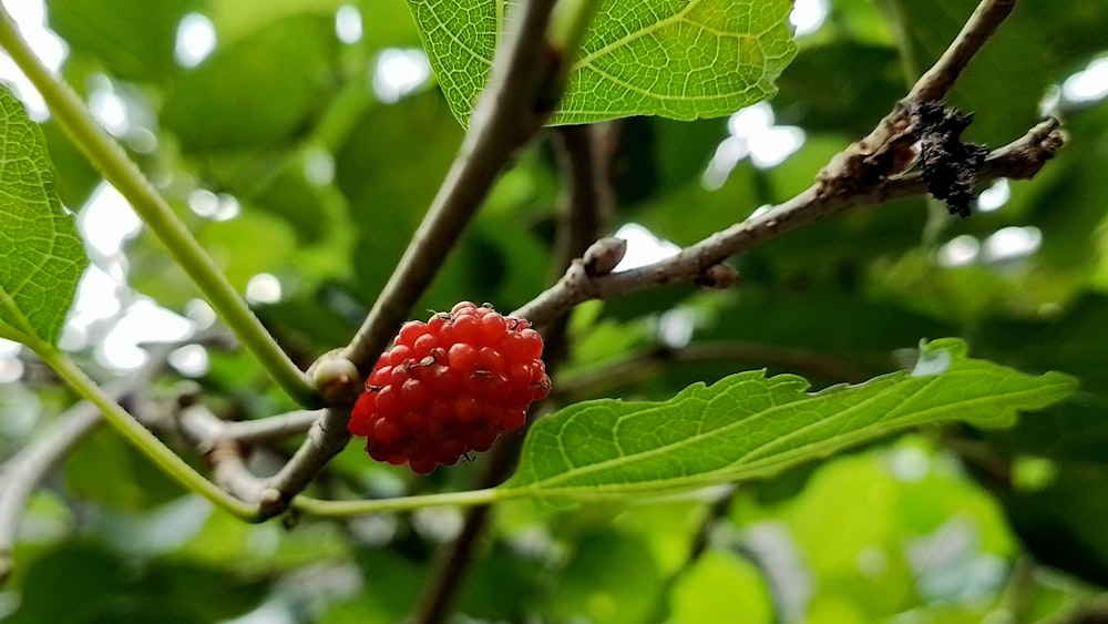 a red berry is growing on a tree branch