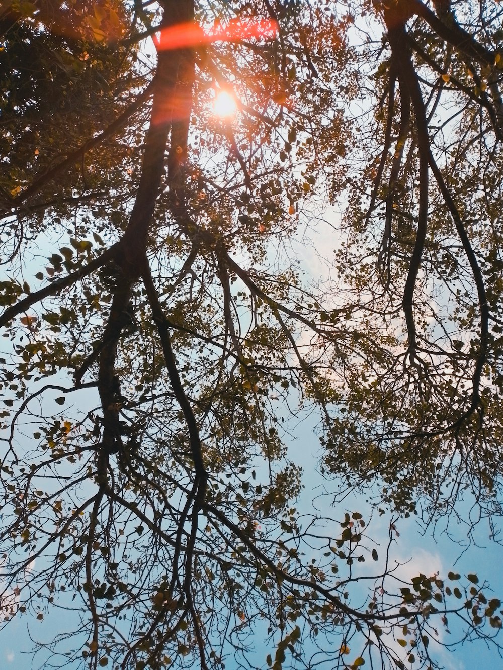 the sun shines through the branches of a tree