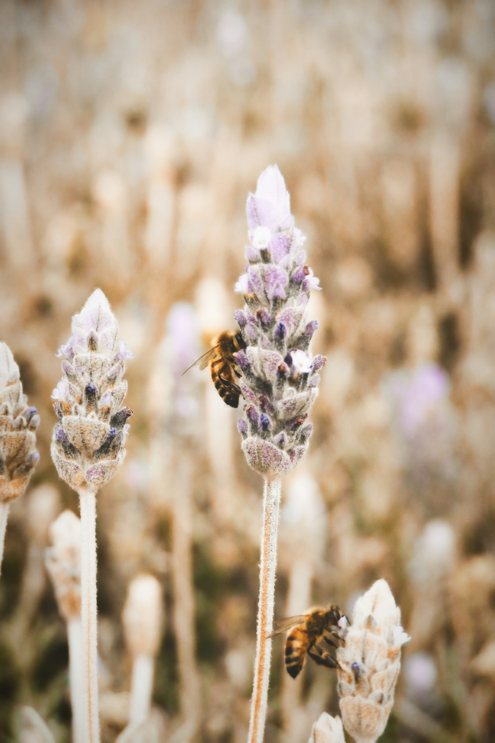 a bunch of flowers that are next to each other