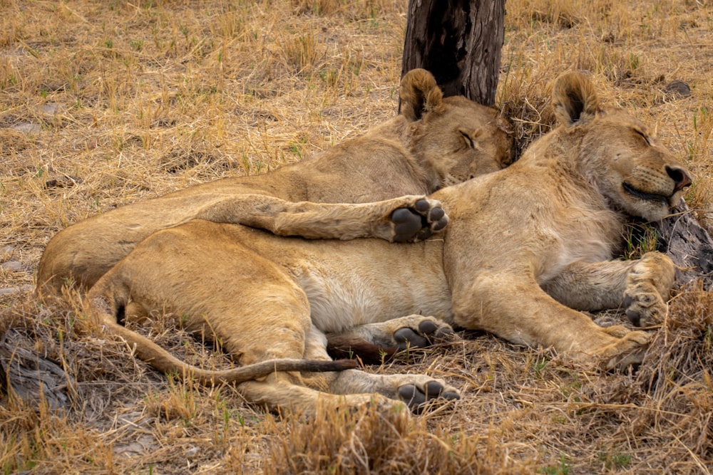 a couple of lions laying on top of a dry grass field