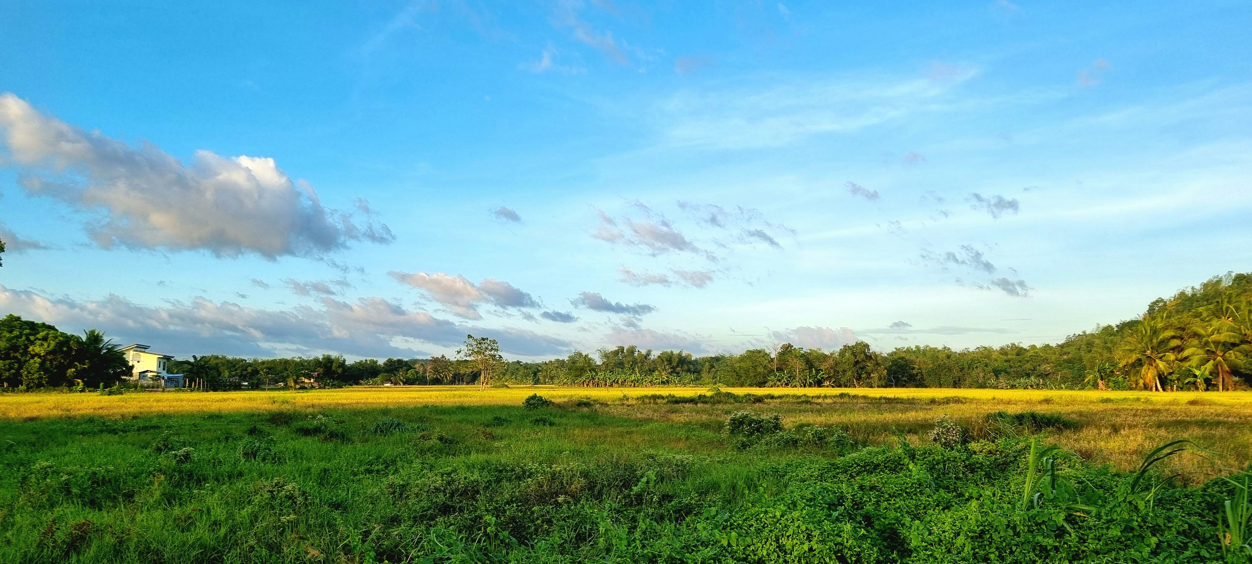 a grassy field with trees in the background