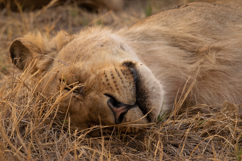 a close up of a lion laying in the grass