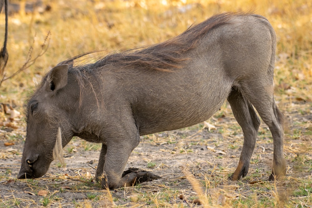 a baby warthog is standing in the grass