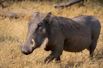 Warthog are common residents and often seen at Albizia tented camp in Hluhluwe