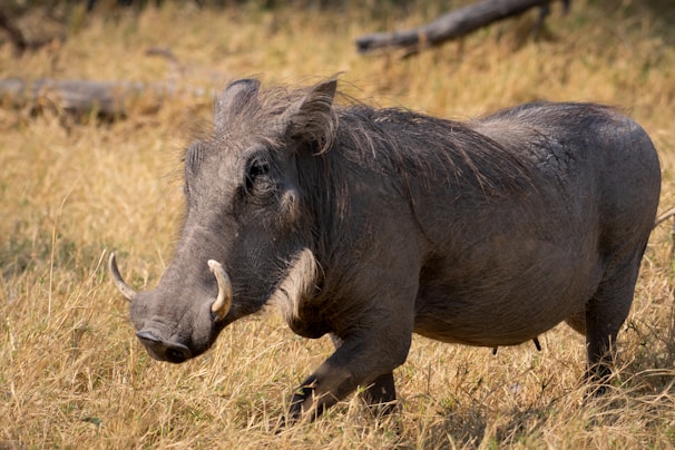 Warthog are common residents and often seen at Albizia tented camp in Hluhluwe