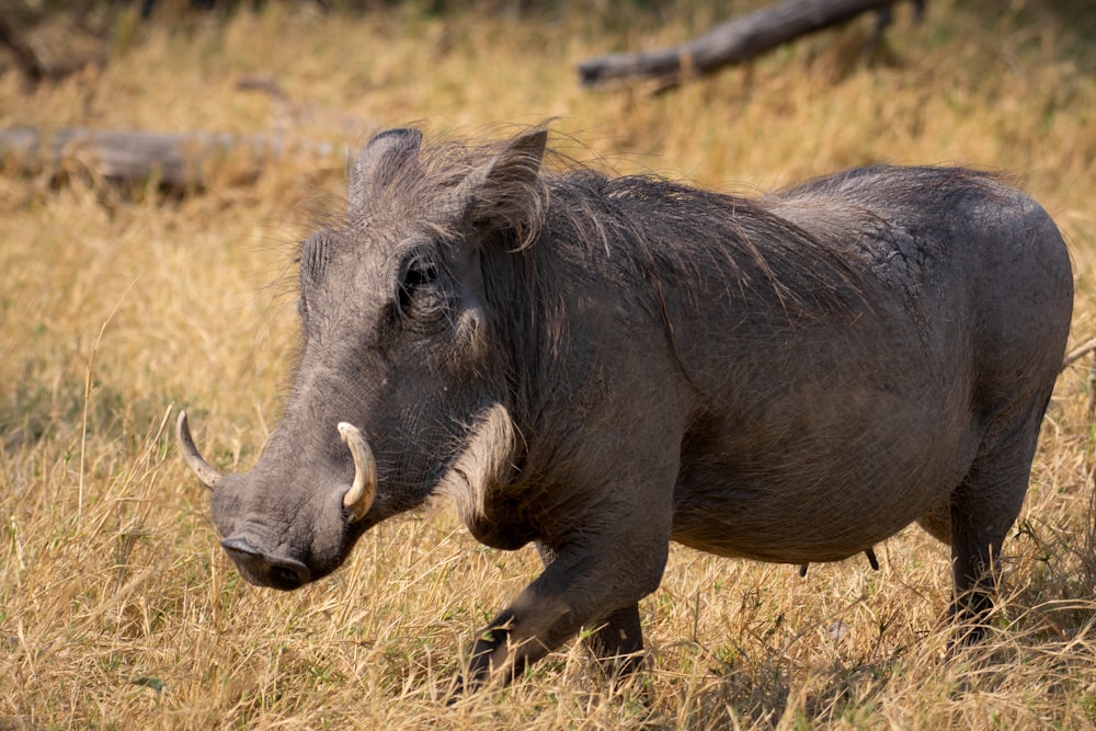 a warthog walking through a dry grass field
