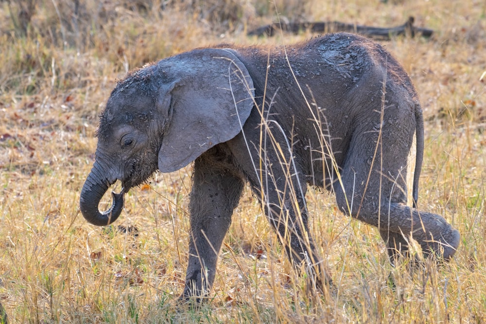 a baby elephant walking through a dry grass field