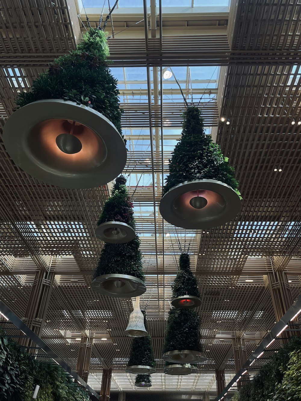 a group of plants hanging from the ceiling of a building