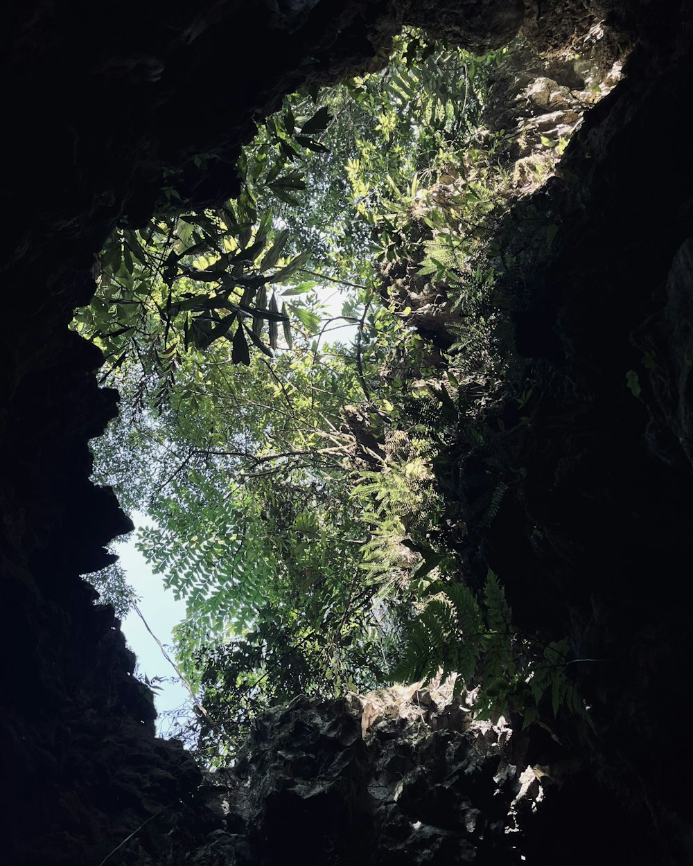 looking up into the canopy of a tree in a cave