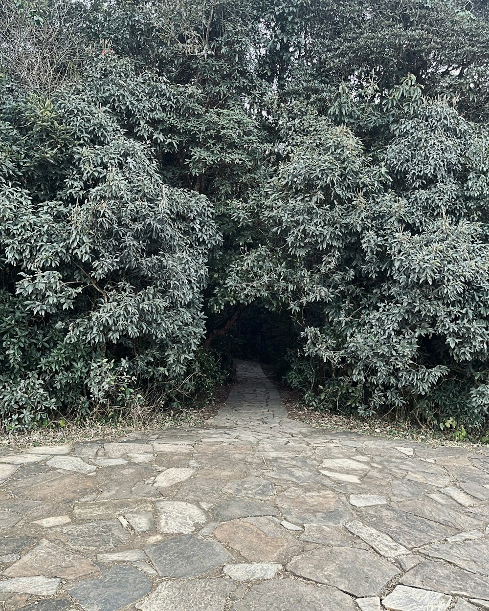 a stone path leading into a tunnel of trees