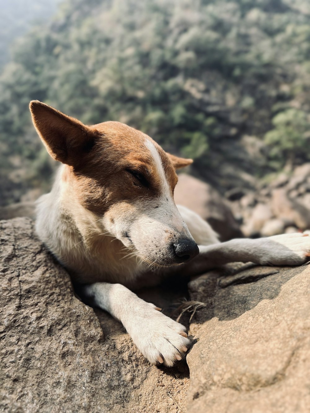 a brown and white dog laying on top of a rock