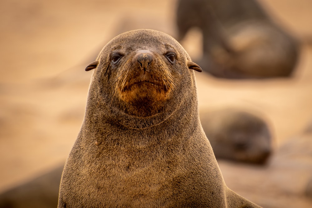 a close up of a seal on a beach
